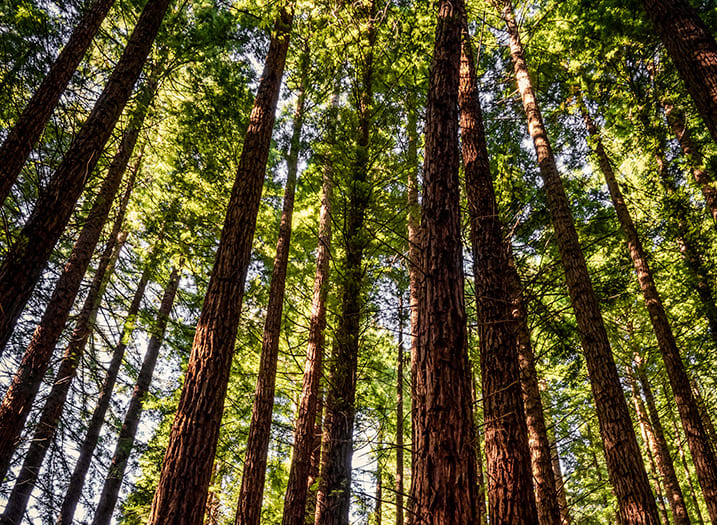 Parque Natural Saja Besaya.